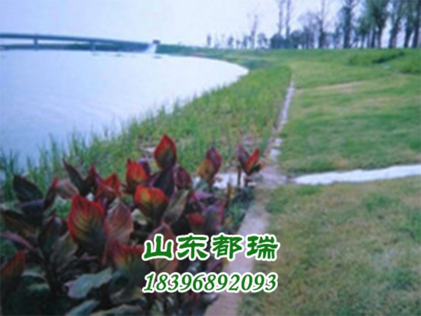 河道植草生態護坡